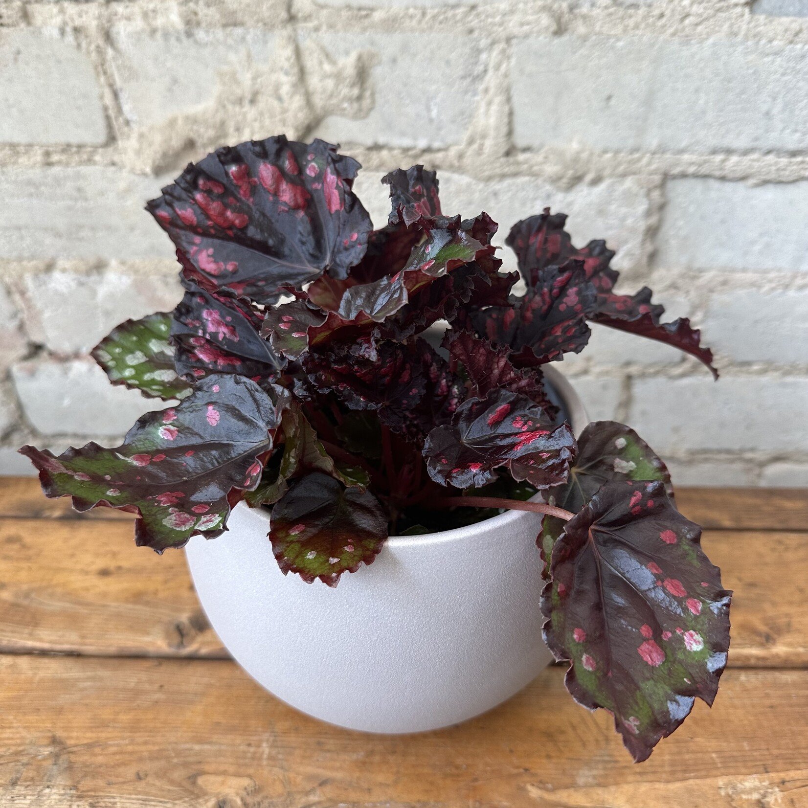 Begonia Rex 'Etna' 5"