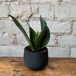 Sansevieria Robusta Black 2.5"