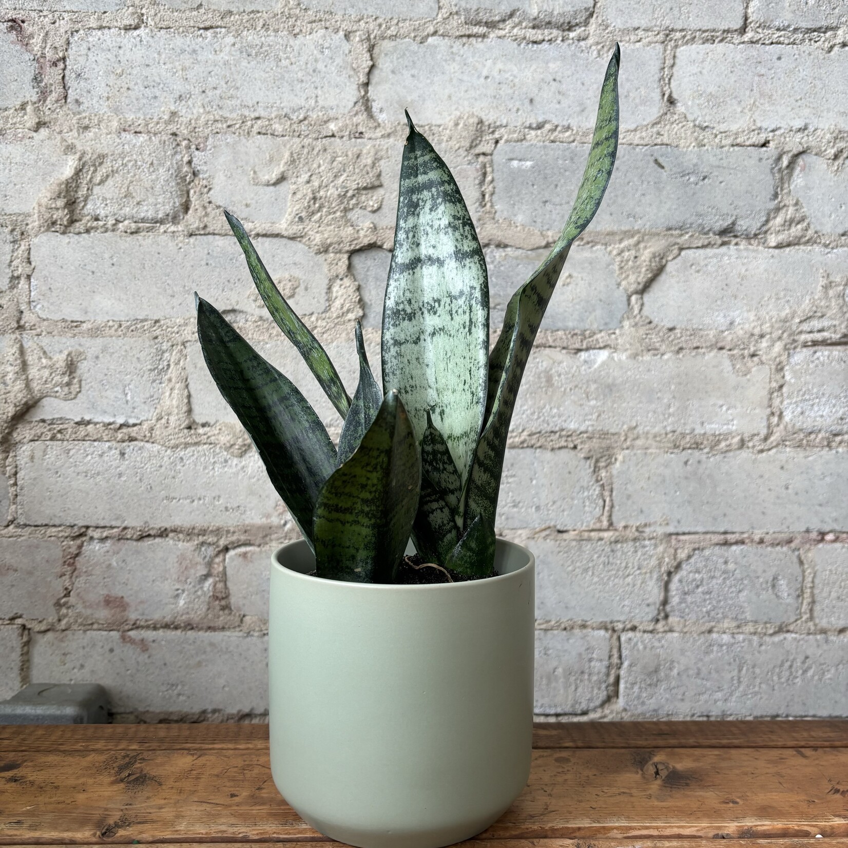 Sansevieria Robusta 4"