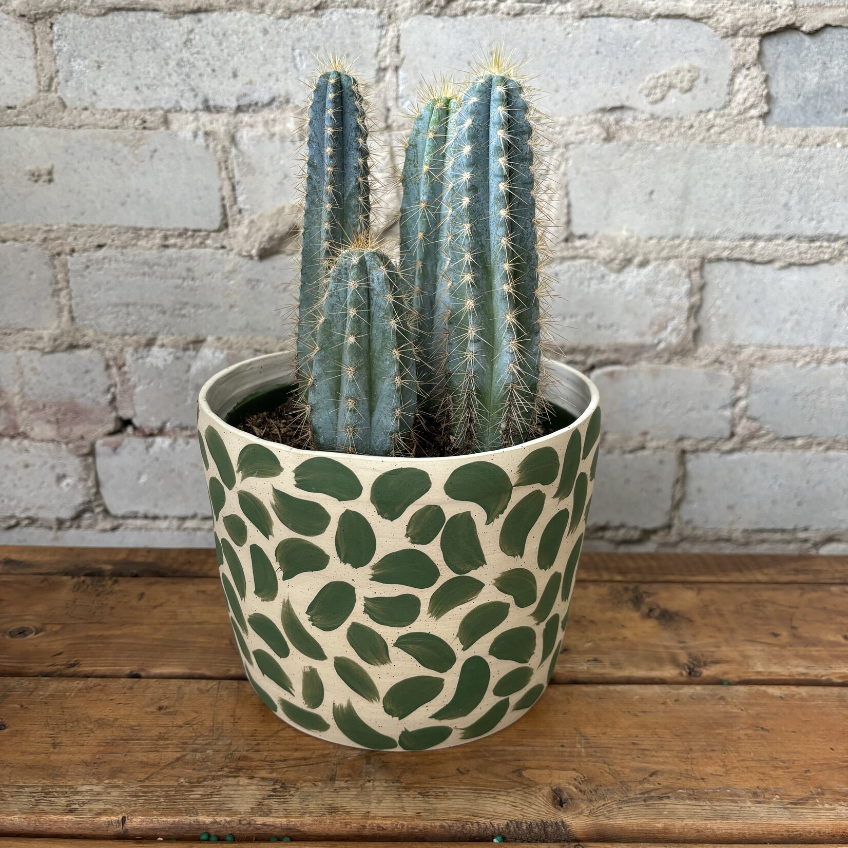 Assorted Cactus 6" - #1