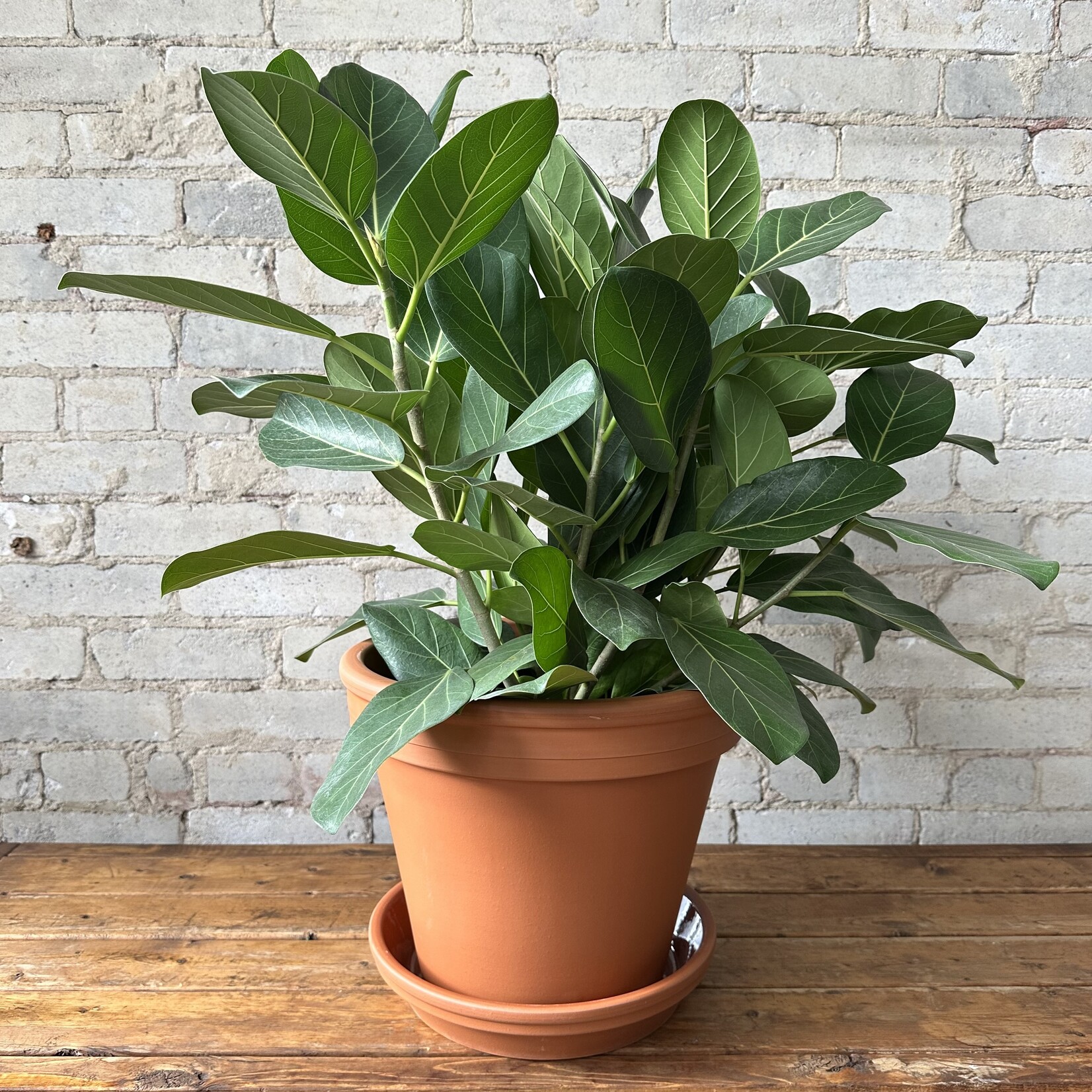 12" Terracotta / Clay Pot with saucer
