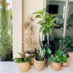 Party's Over: Bringing Your Plants Back Indoors From The Summer