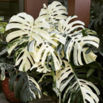 Variegation