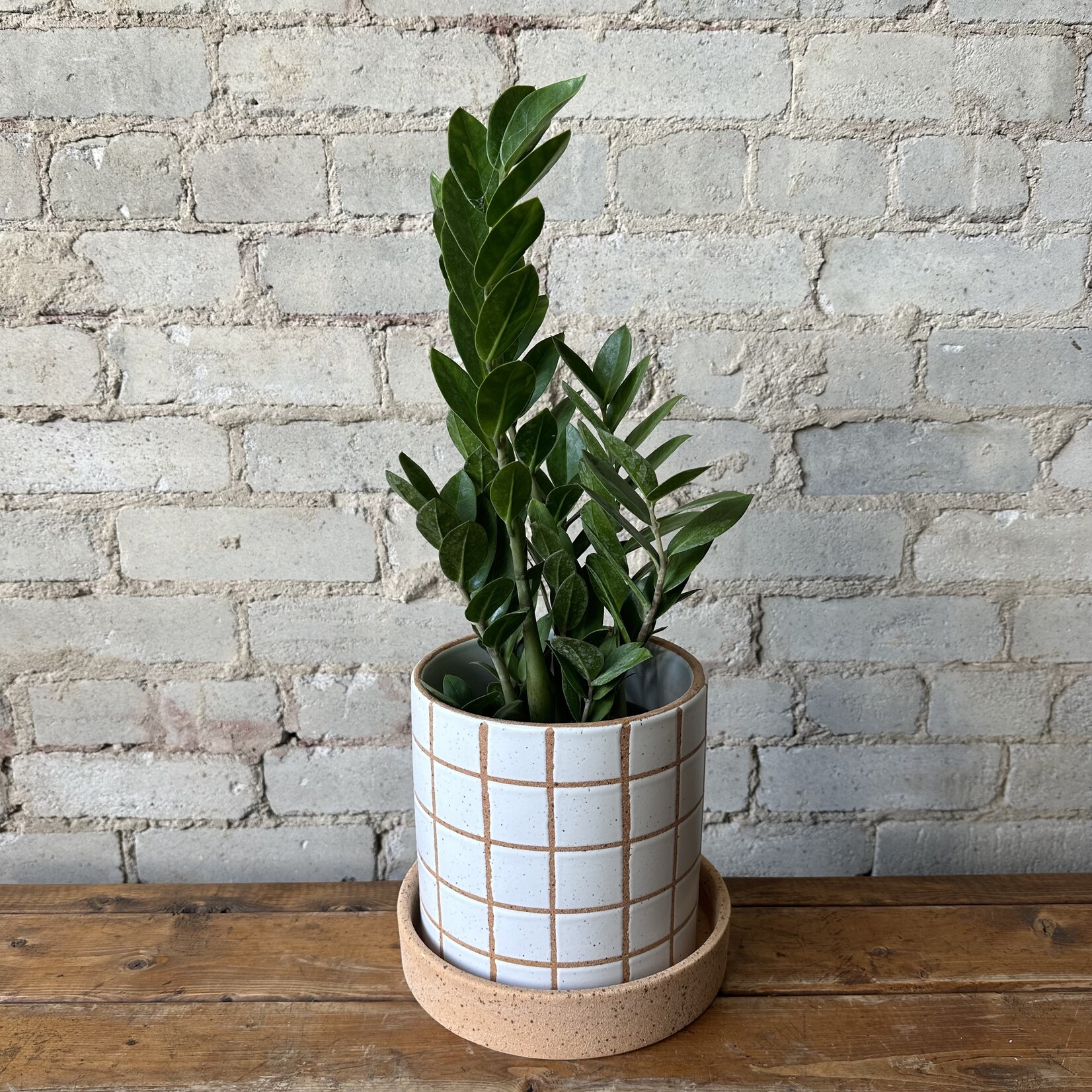 Gridline Pot (fits 6")