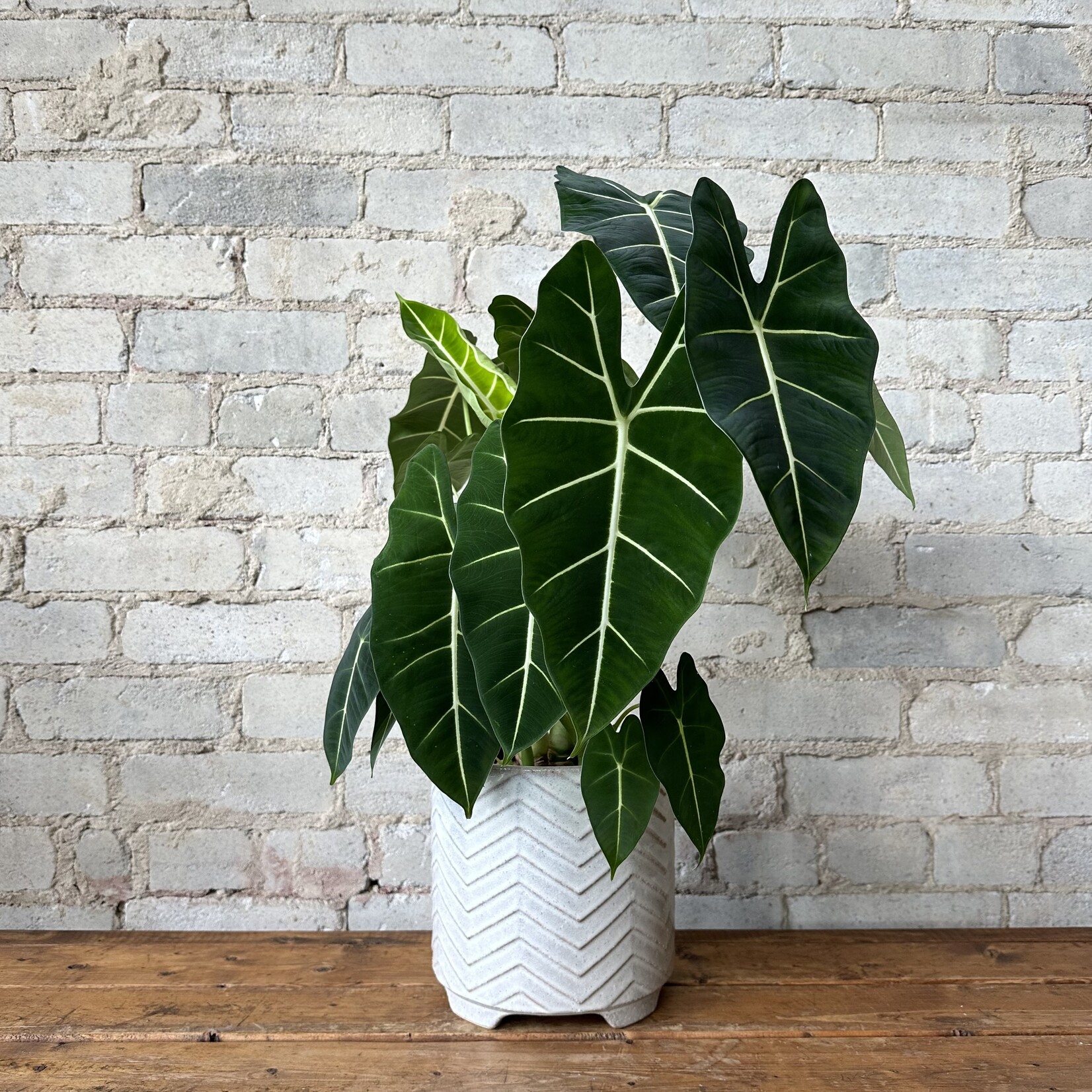Alocasia Frydek 7"