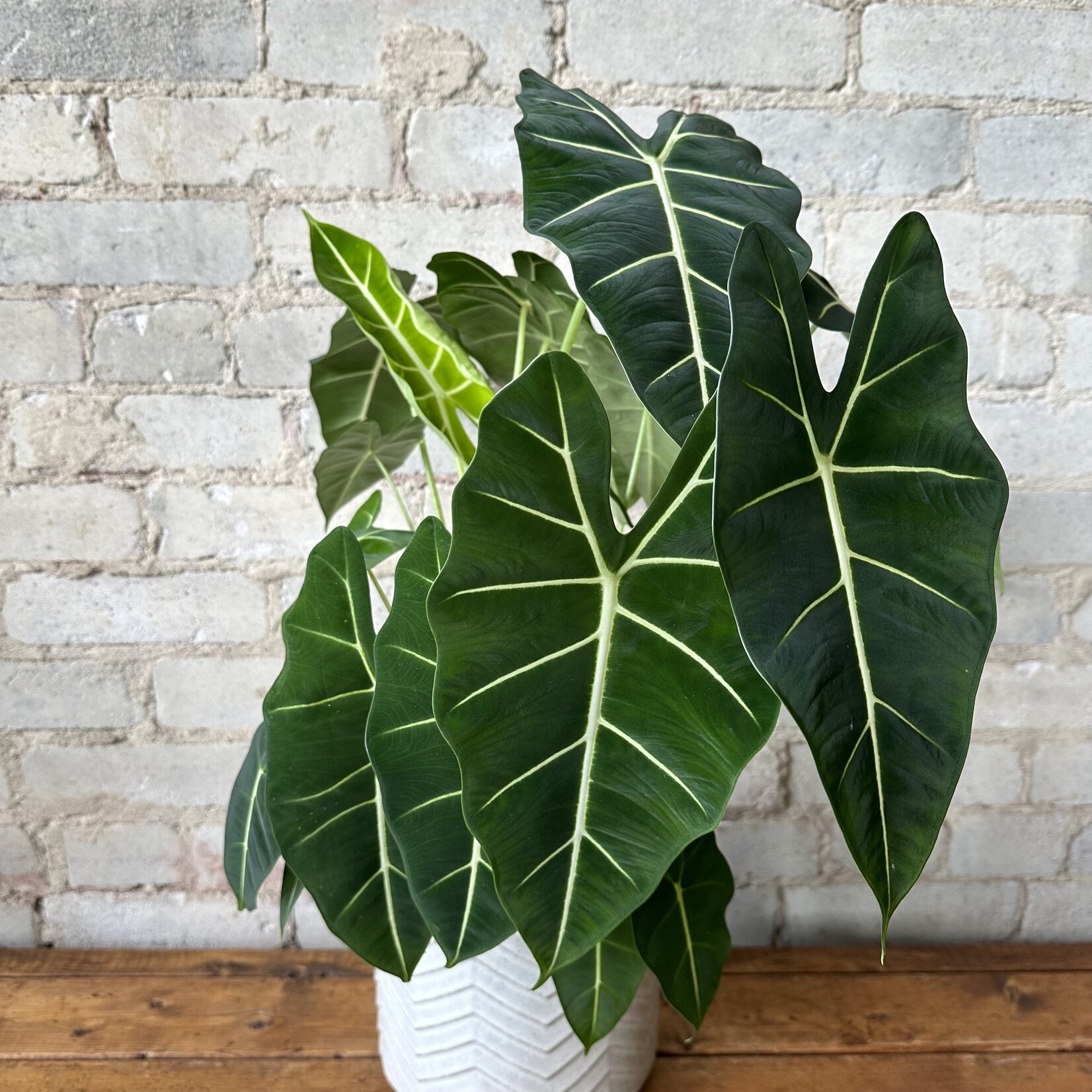 Alocasia Frydek 7"