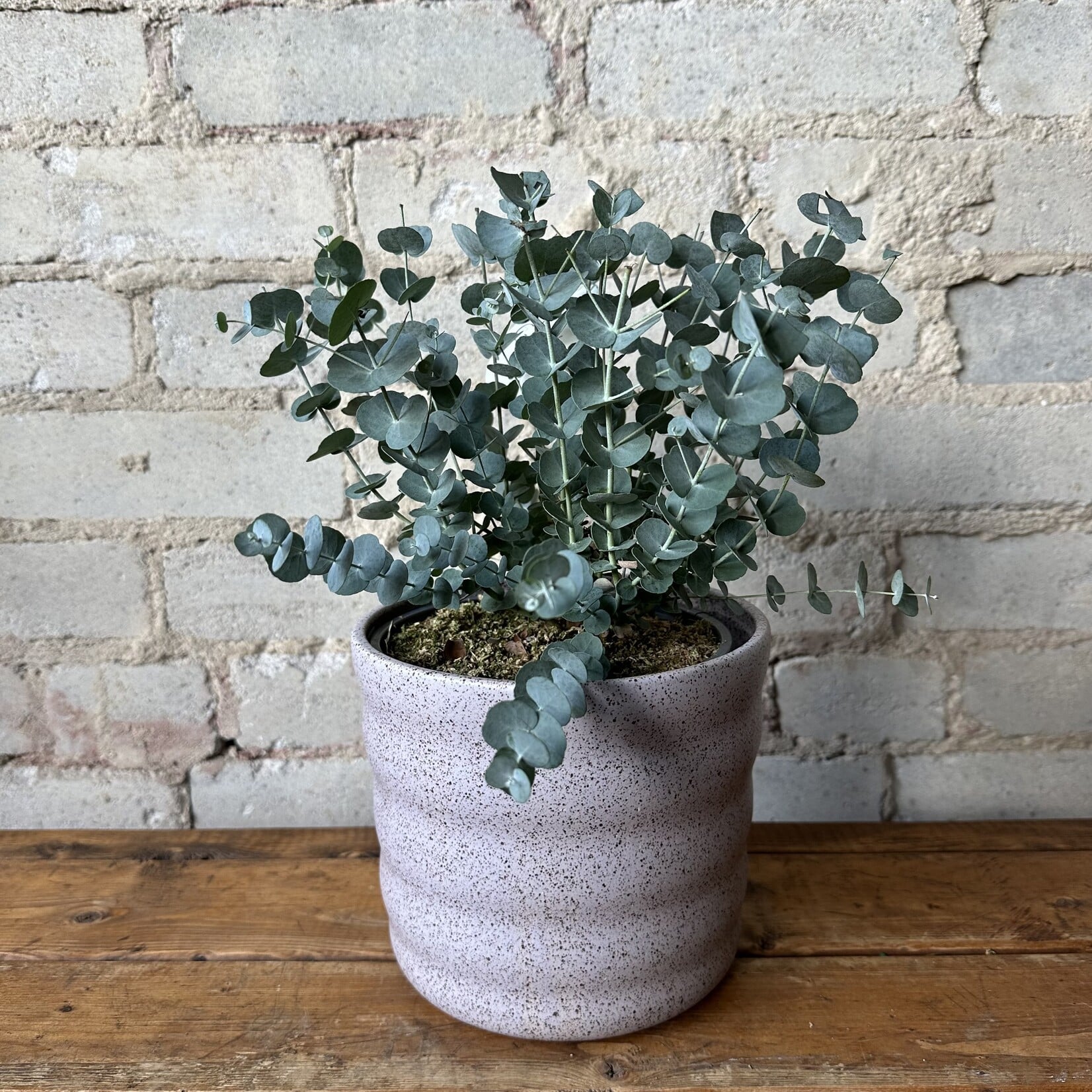 Eucalyptus Gunnii (Potted) 6"