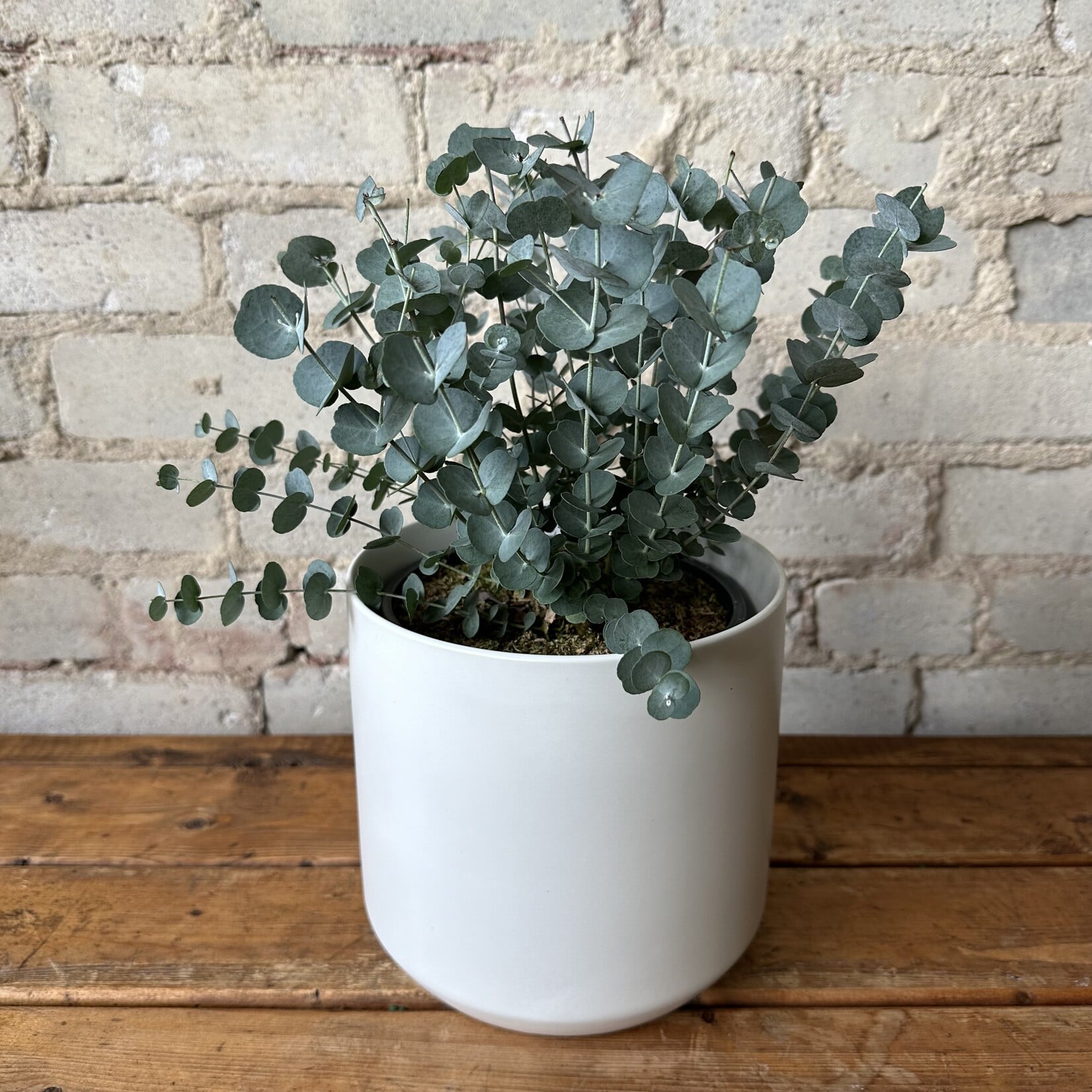 Eucalyptus Gunnii (Potted) 6"