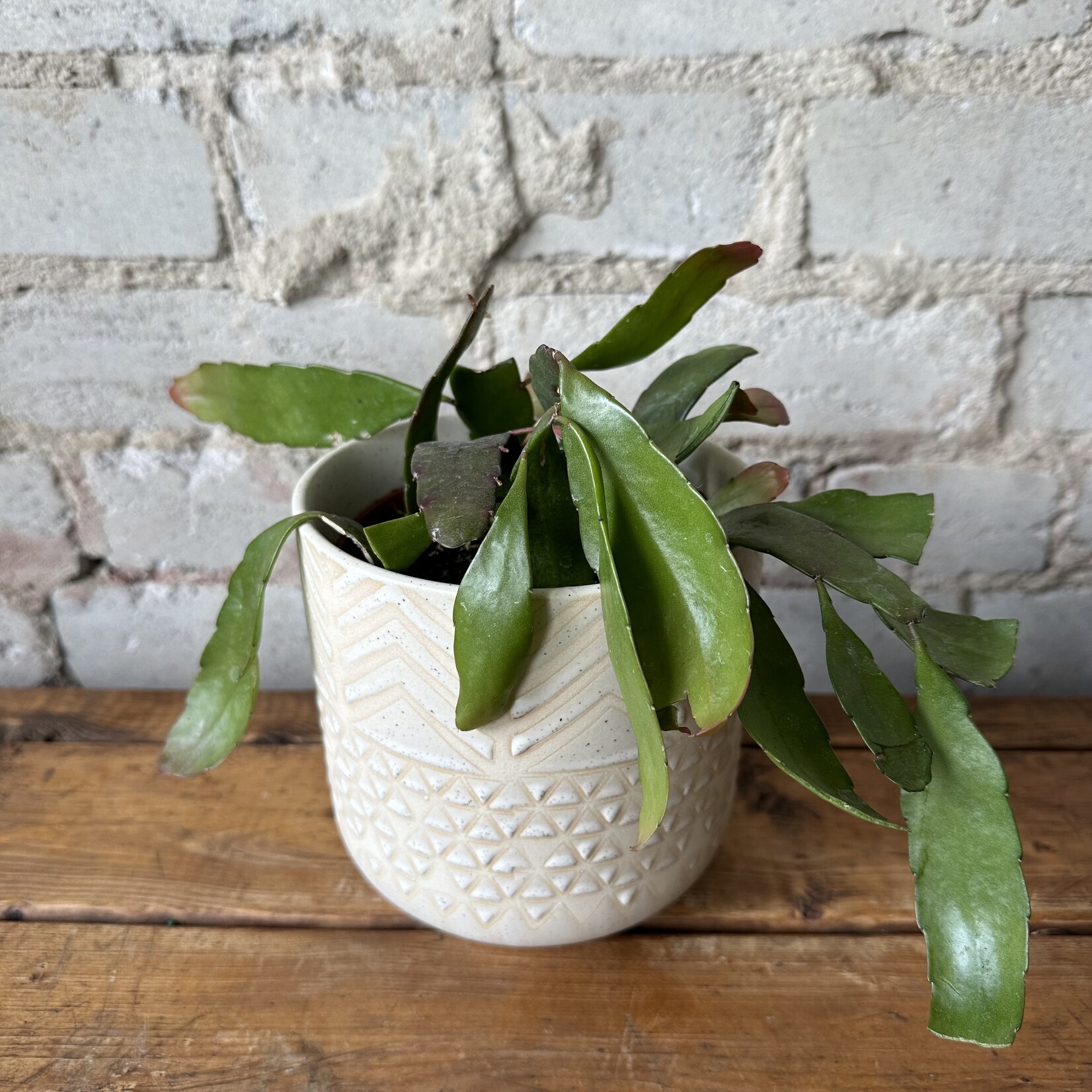 Orchid Cactus "Oval Red" 5"