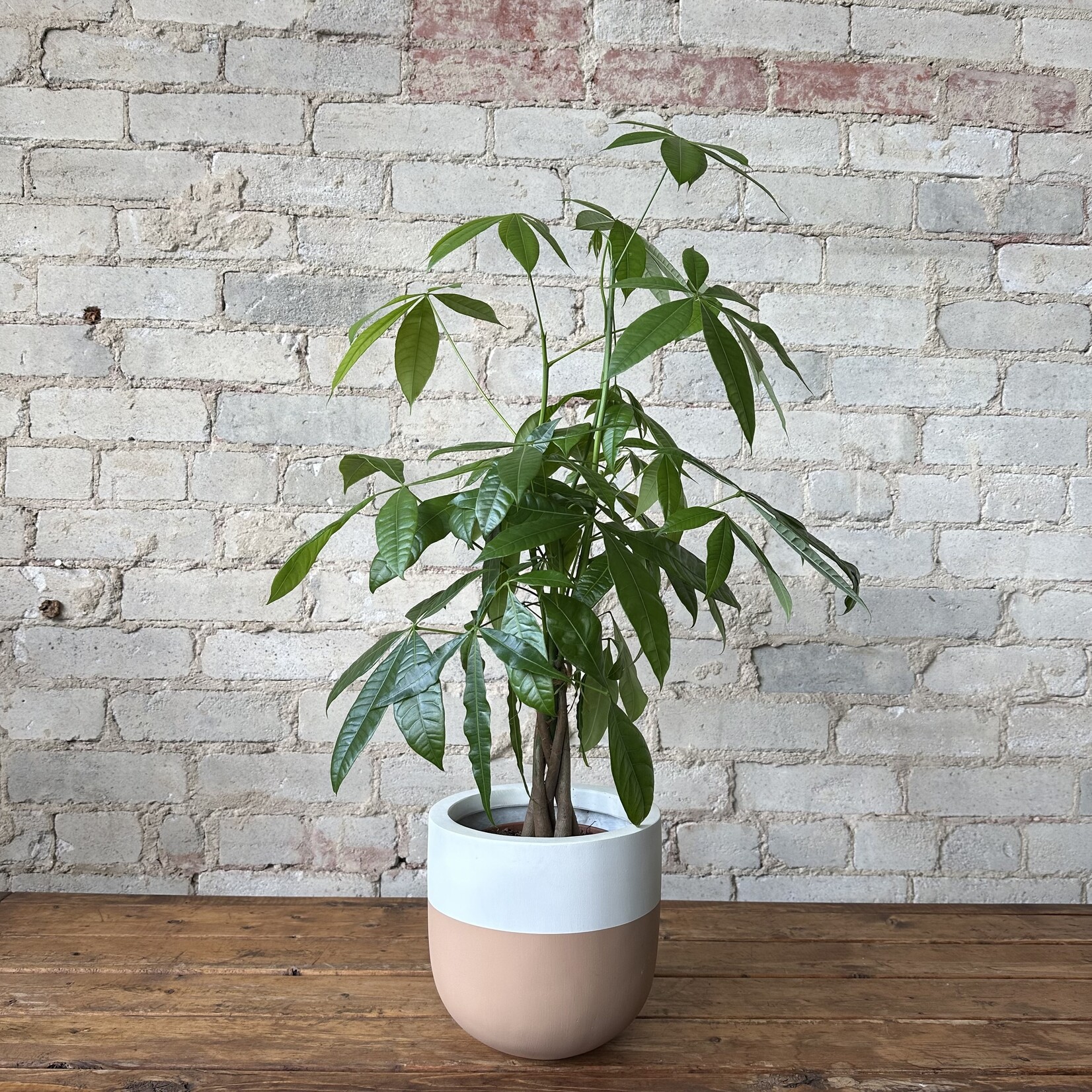 Pachira Aquatica - Money Tree 6"
