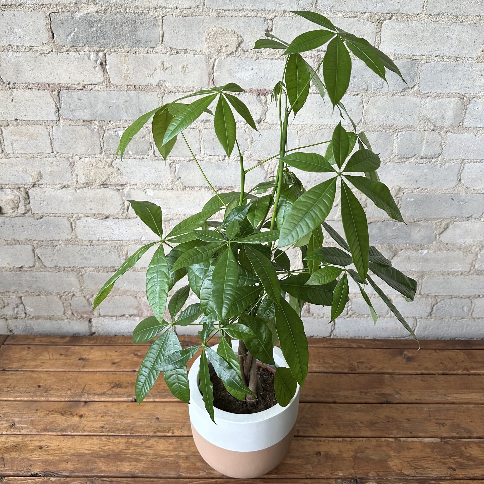 Pachira Aquatica - Money Tree 6"