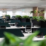 Top 6 Plants For Your Office