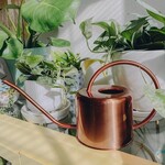 A Refresher: How To Water Your Plants