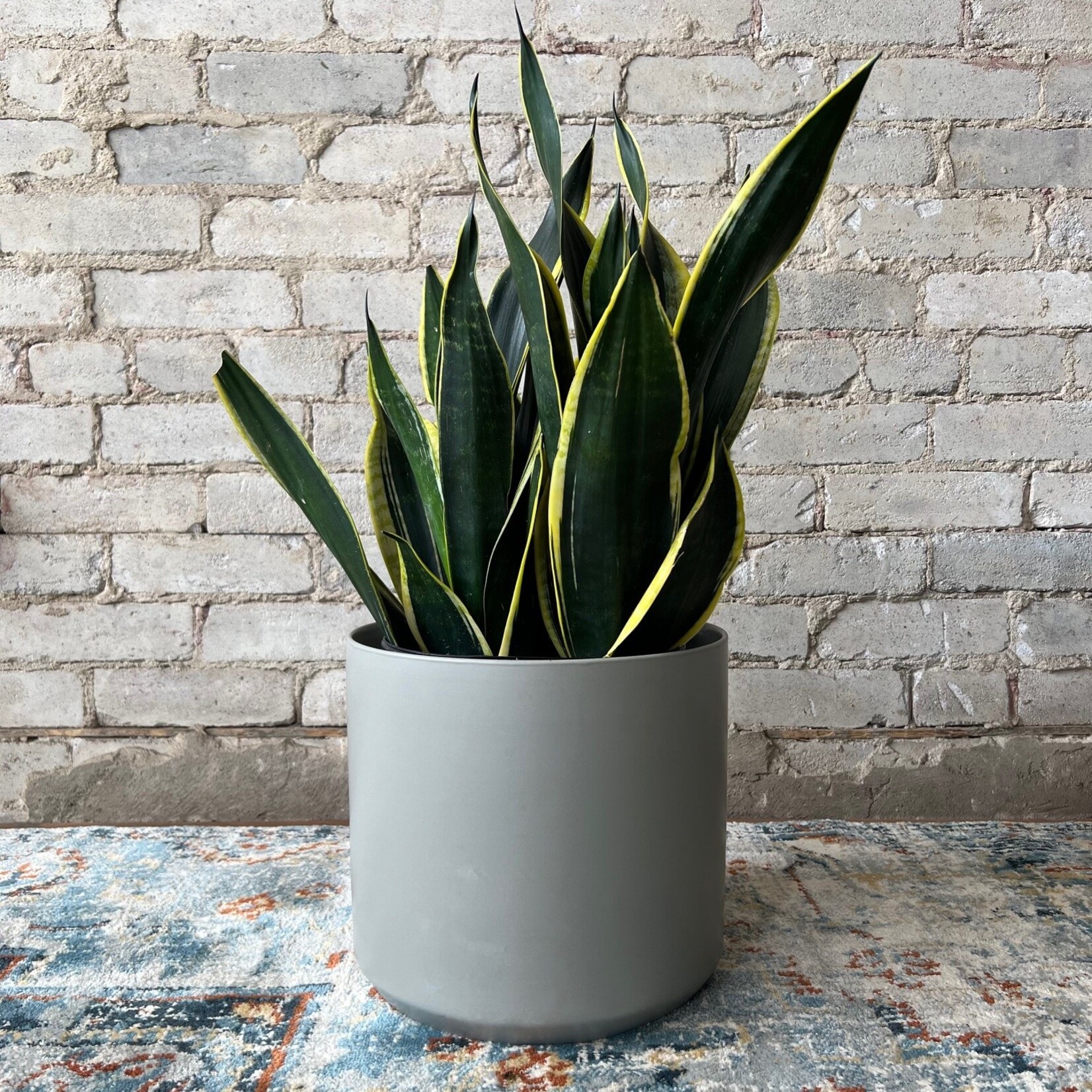 Sansevieria Black and Gold 10"