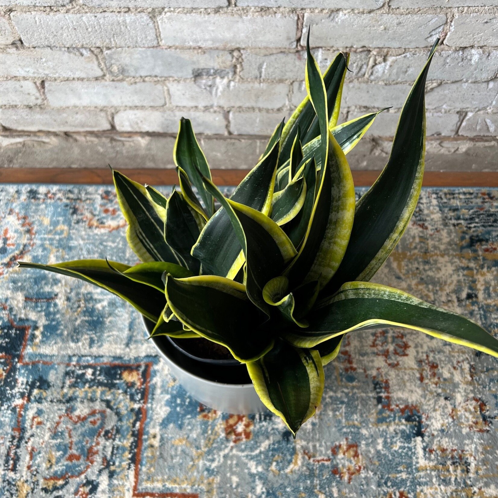Sansevieria Black and Gold 10"