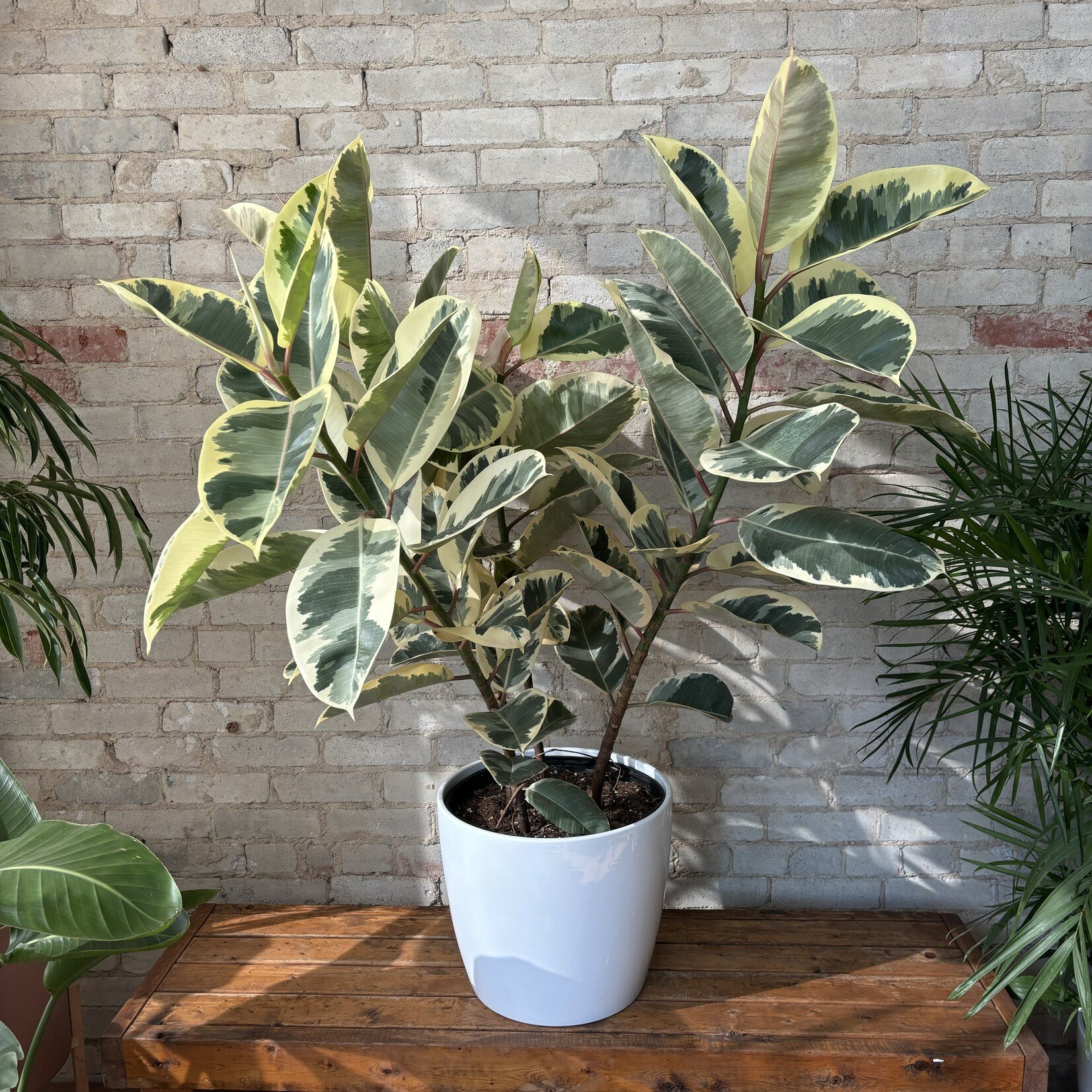 Ficus Elastica Tineke Bush 14"