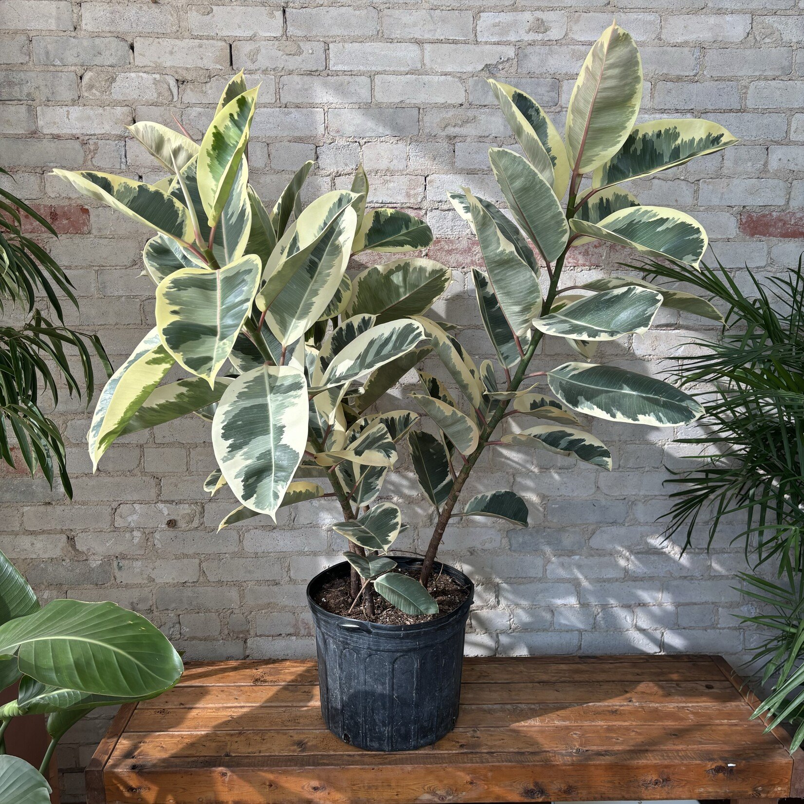 Ficus Elastica Tineke Bush 14"