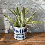 Sansevieria Lauren 6"