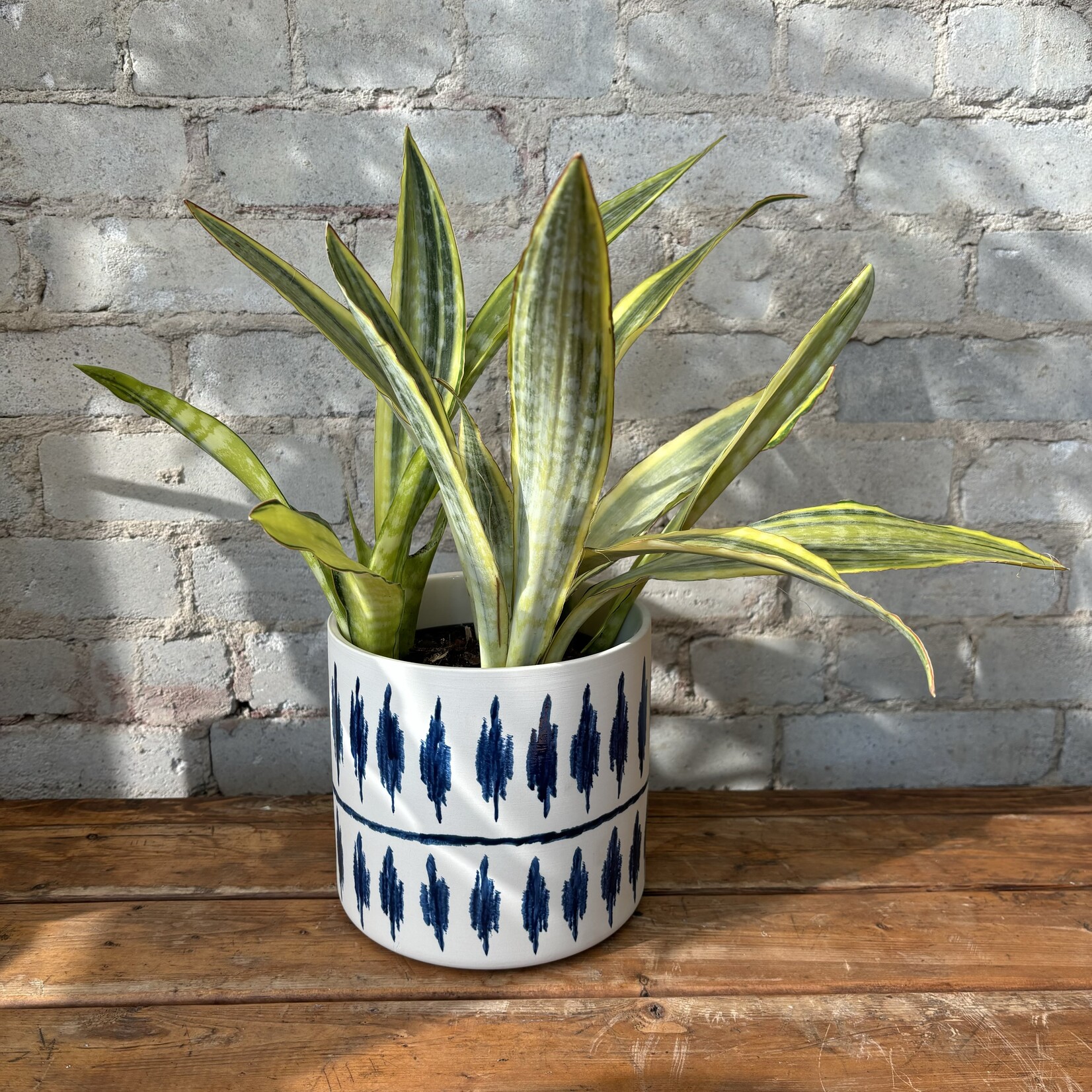 Sansevieria Lauren 6"