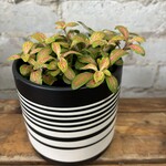 Fittonia Skeleton 4"