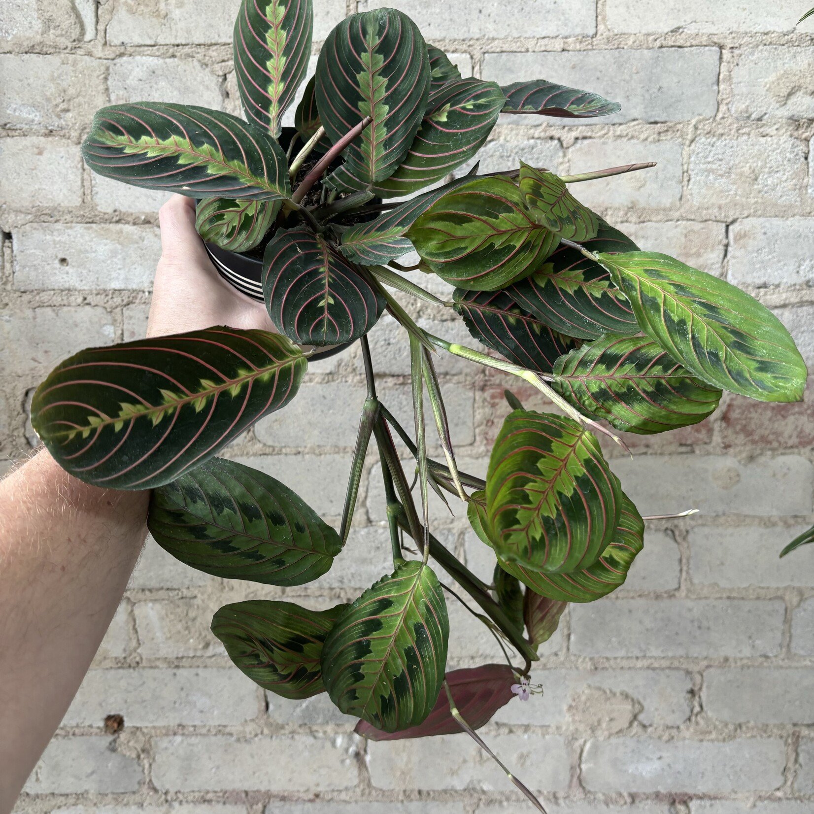 Red Maranta 4"