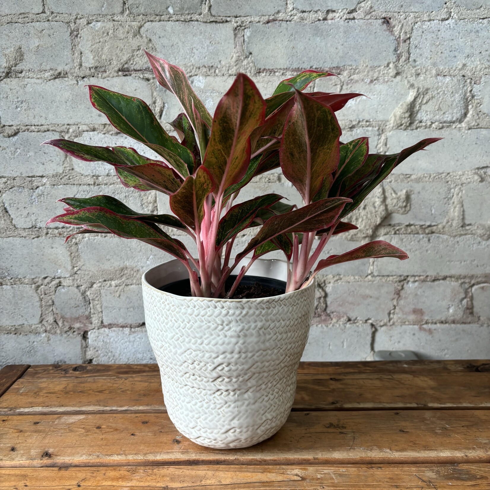 Aglaonema Creta 6"