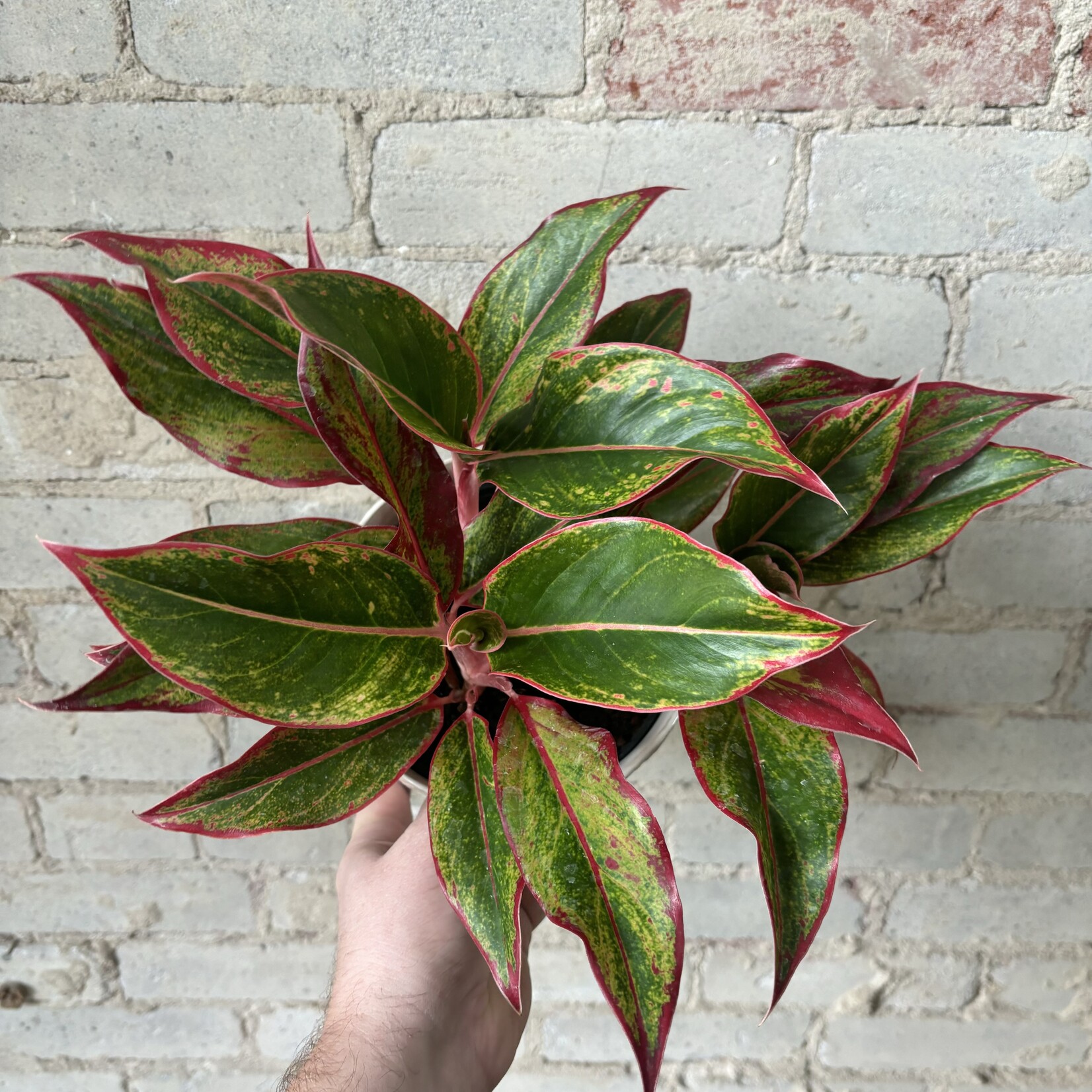 Aglaonema Creta 6"