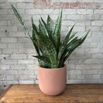 Sansevieria Jaboa 10"
