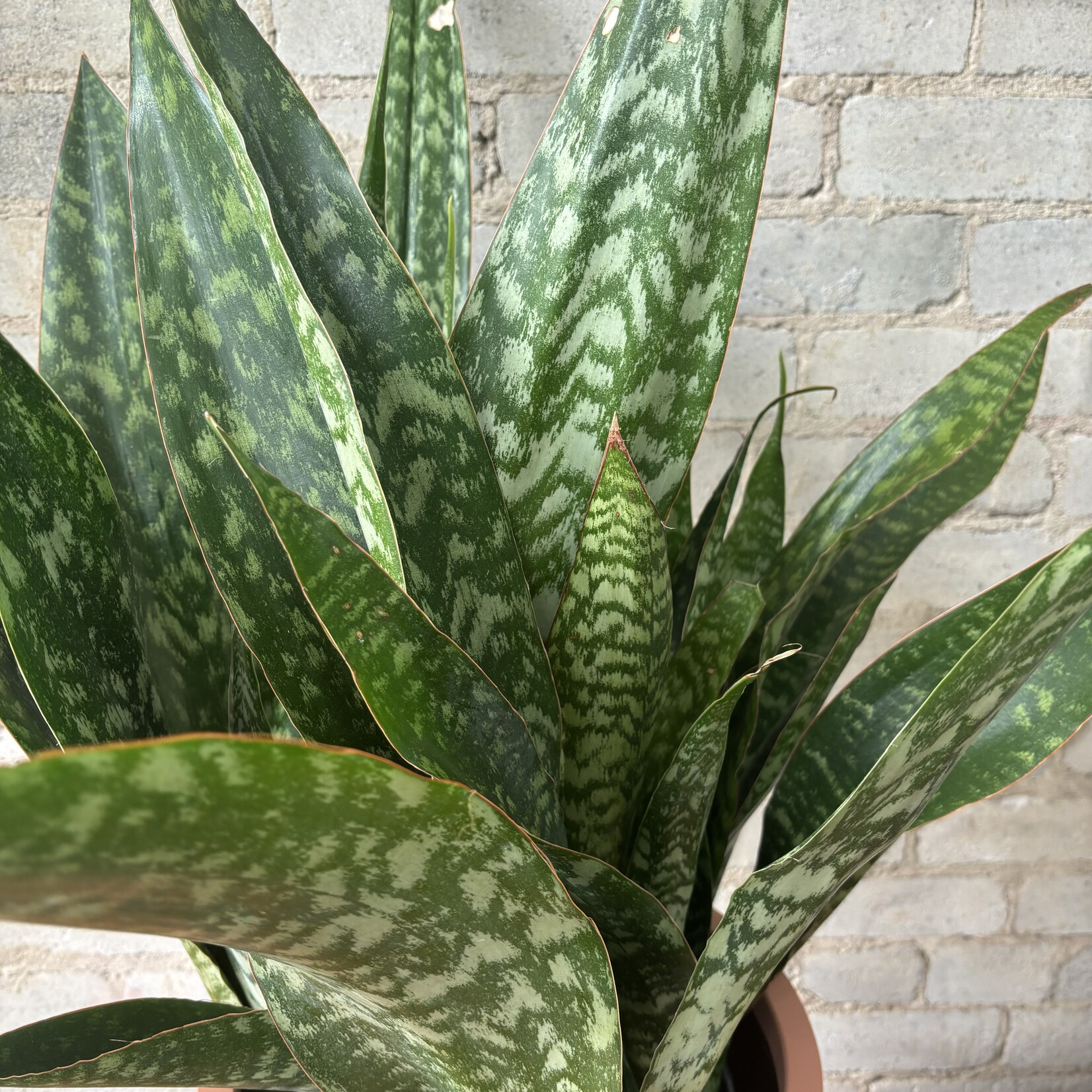 Sansevieria Jaboa 10"