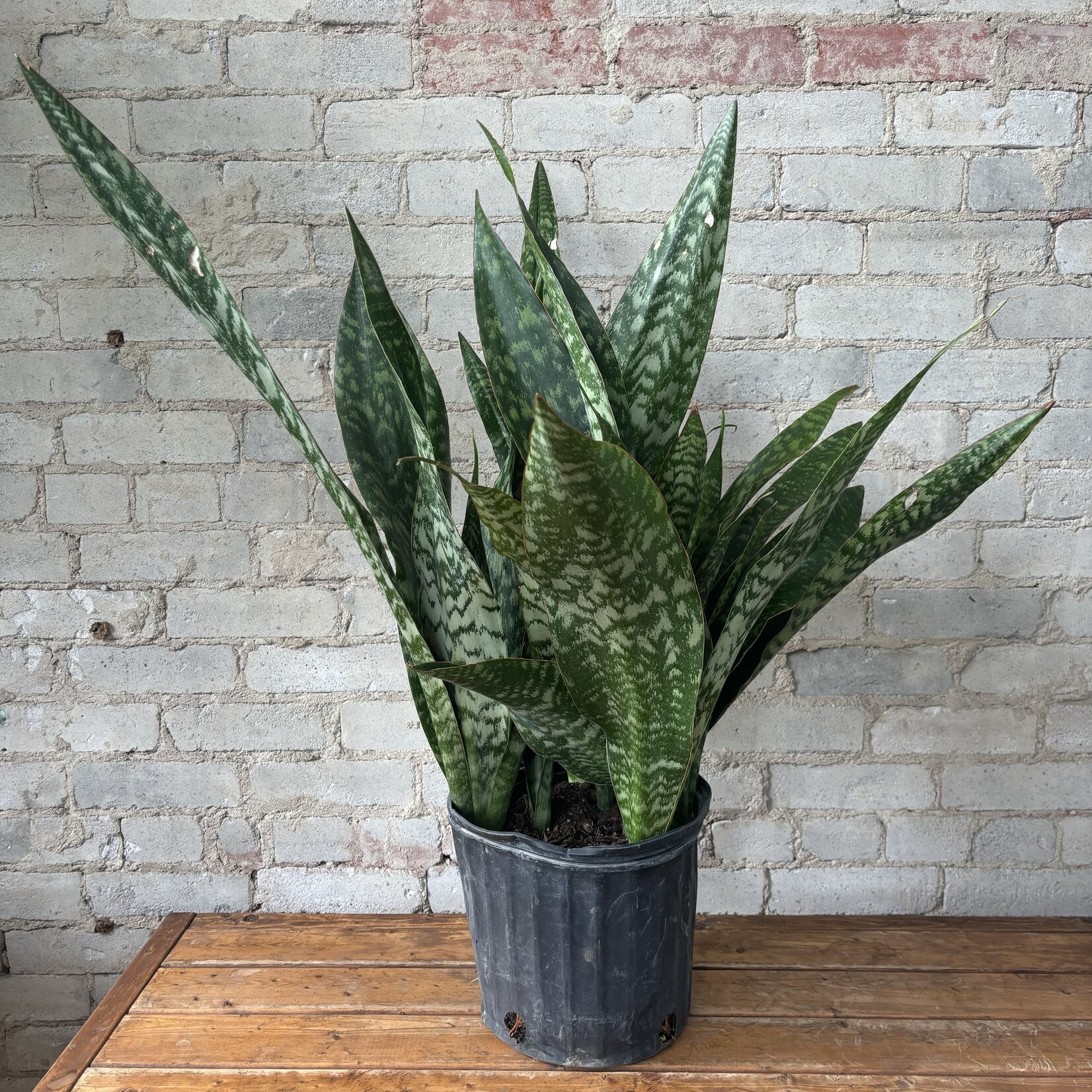 Sansevieria Jaboa 10"