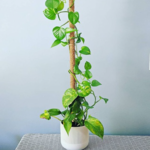 FAQ: When And How To Stake Your Plants