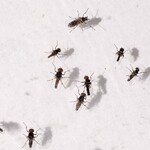 Pesky Pests And How To Deal: Fungus Gnats
