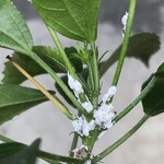 Pesky Pests And How To Deal: Mealy Bugs