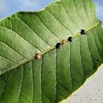 Pesky Pests And How To Deal: Scale
