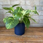 Golden Pothos 4"