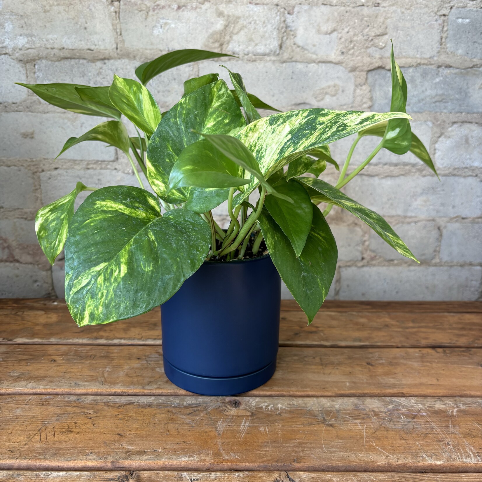 Golden Pothos 4"