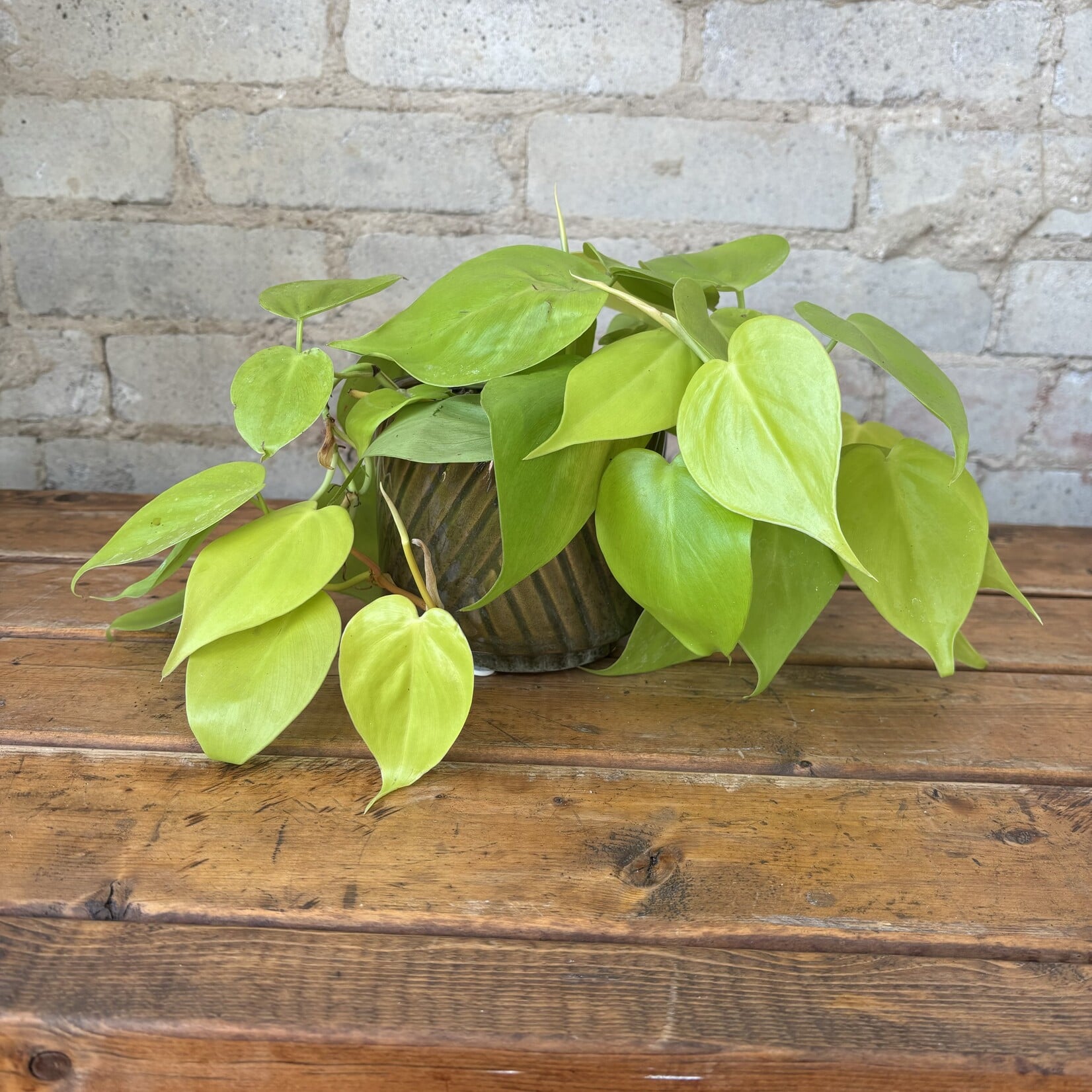 Philodendron Cordatum Lemon Lime 4"