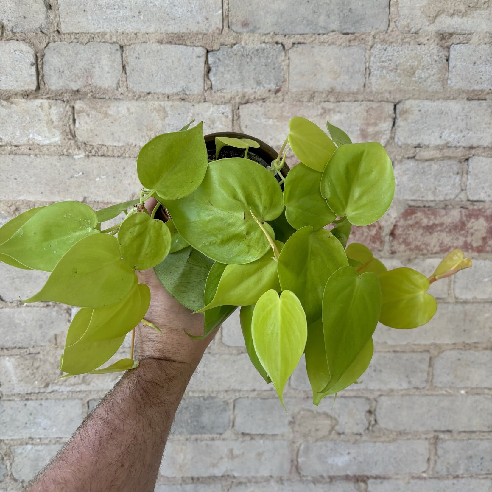 Philodendron Cordatum Lemon Lime 4"