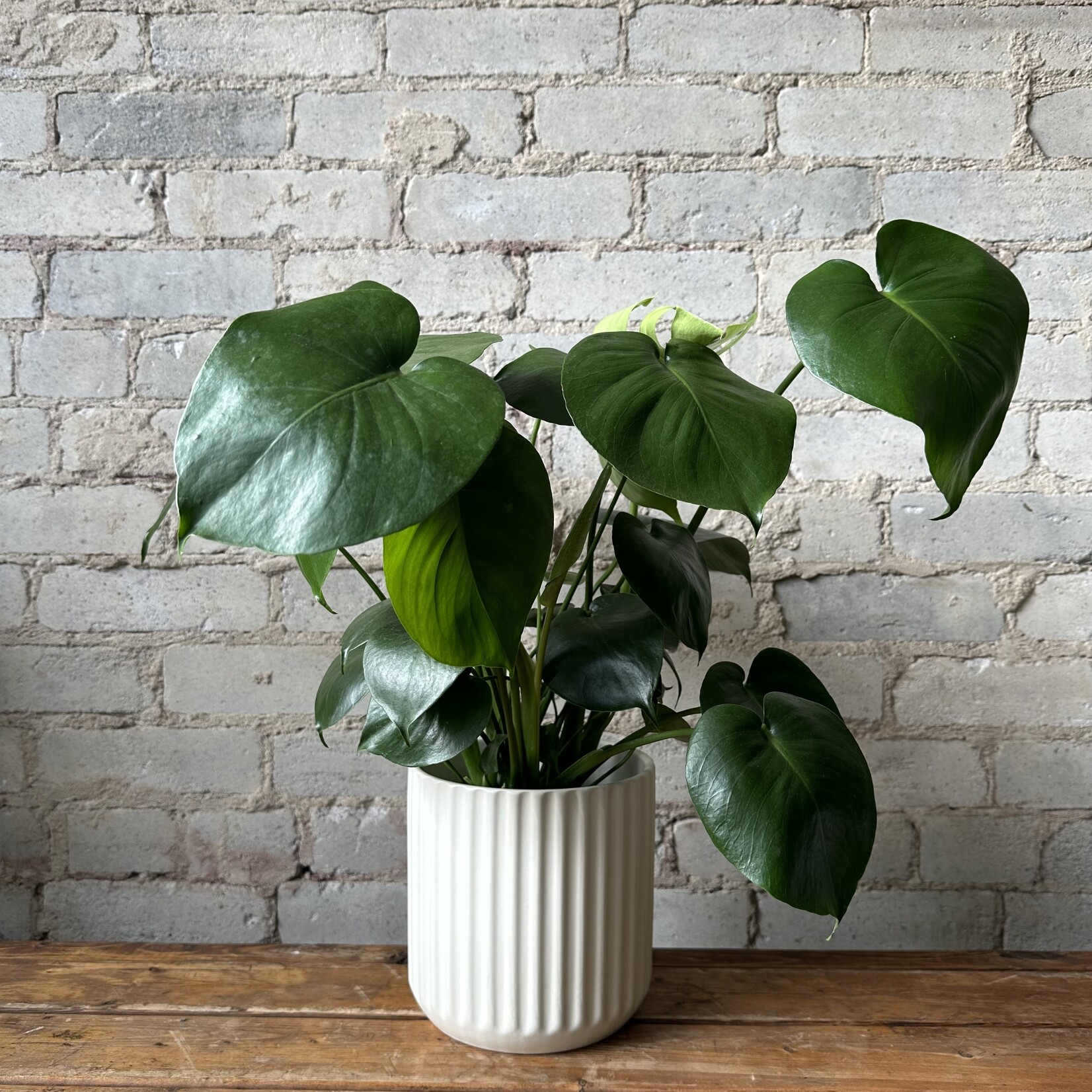 Assorted Pots Beam (fits 6") Off-White