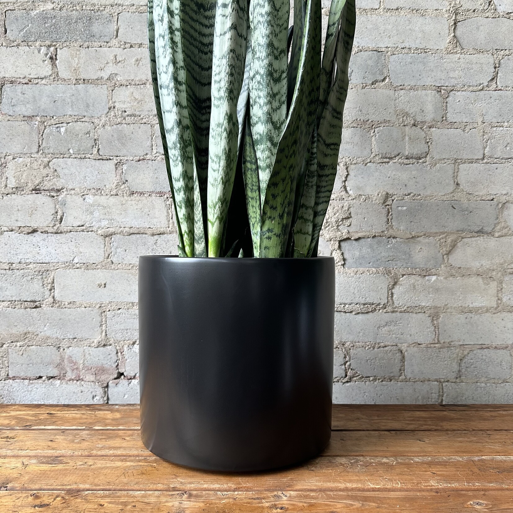 Assorted Pots Atlas Pot (fits 10") Black
