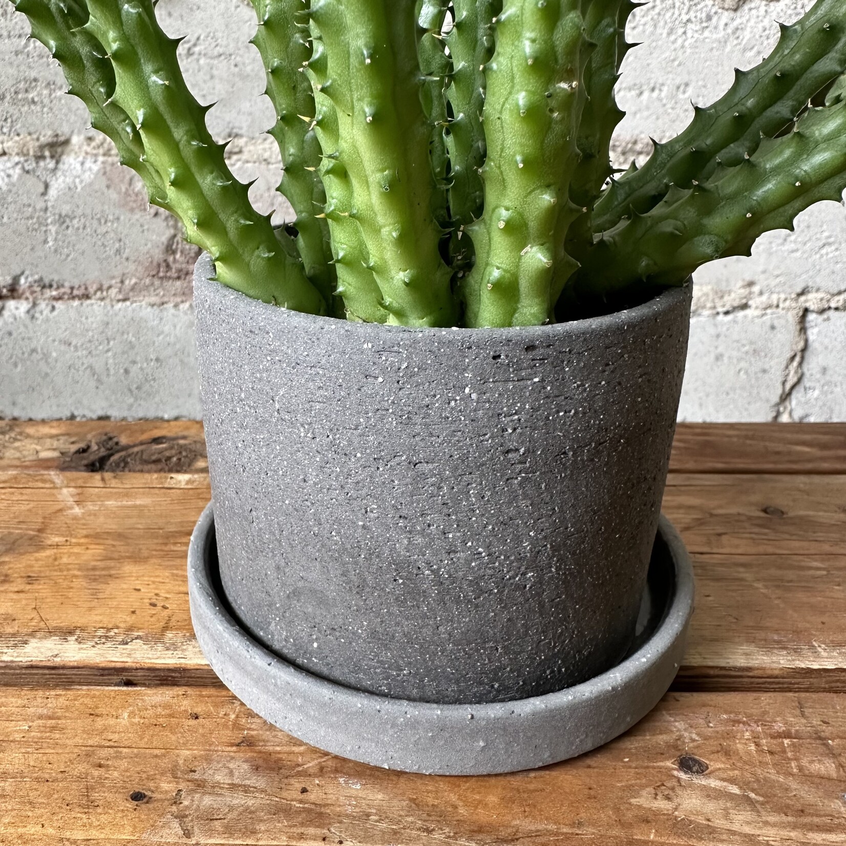 Assorted Pots Ellis Pot (fits 3.5”)
