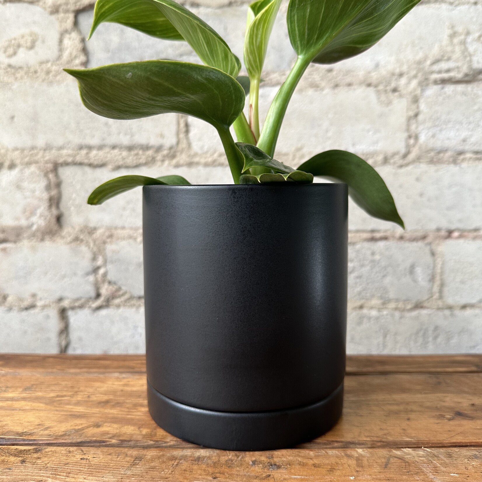 Assorted Pots Romey Pot Black (fits 4")