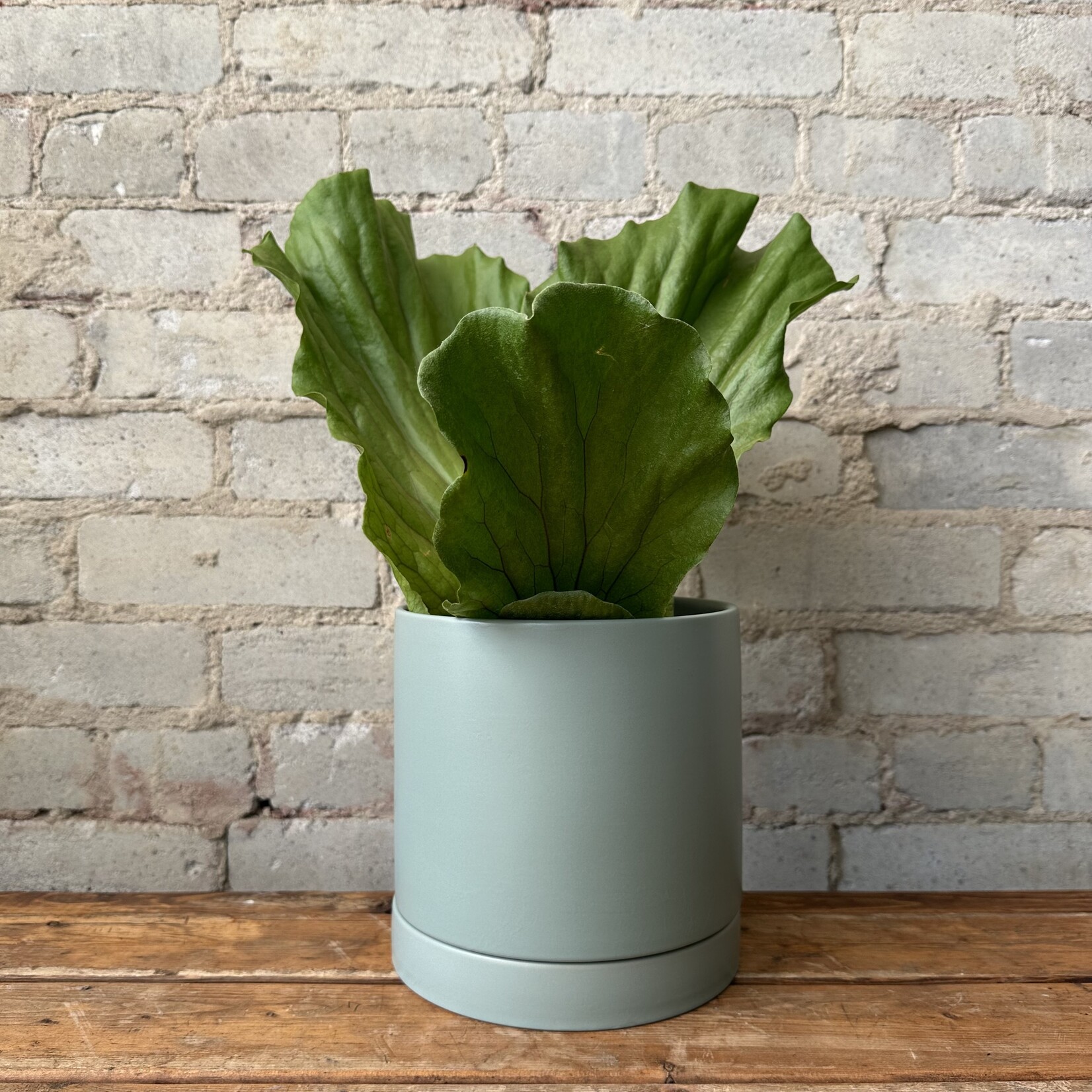 Assorted Pots Romey Pot Sage (fits 6")