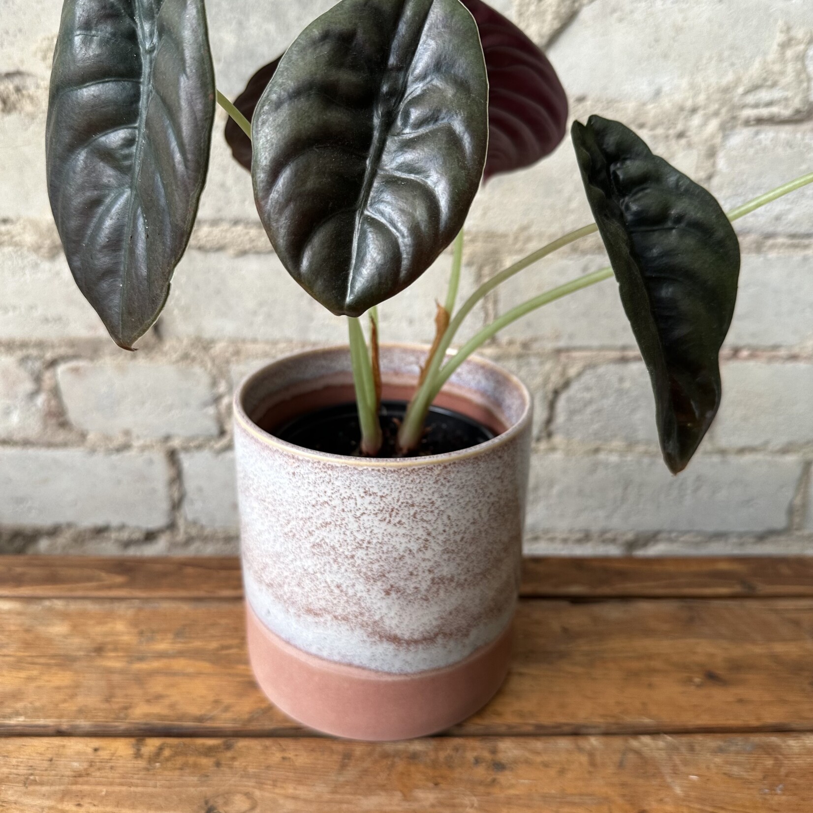 Assorted Pots Himalaya Pot (fits 4.5")