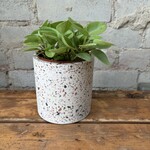 Peperomia Pixie Lime 3.5"