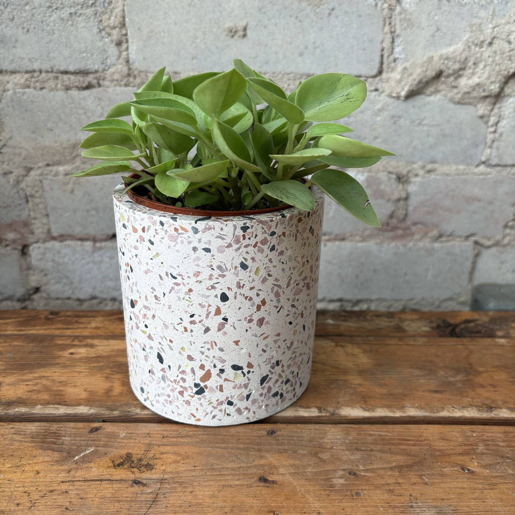 Peperomia Pixie Lime