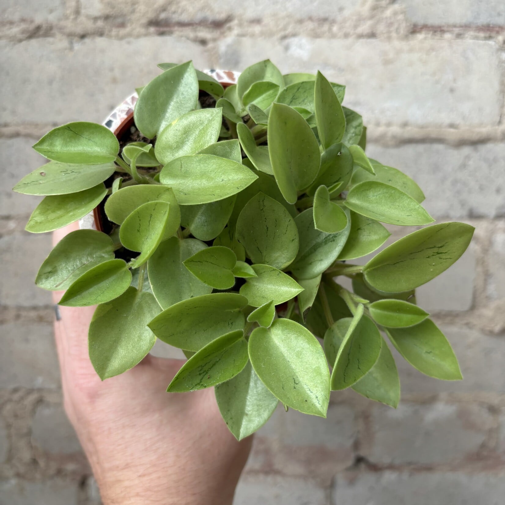 Peperomia Pixie Lime