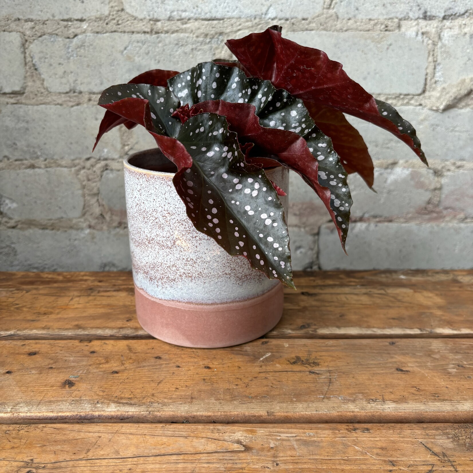 Begonia Crackling Rosie 4"