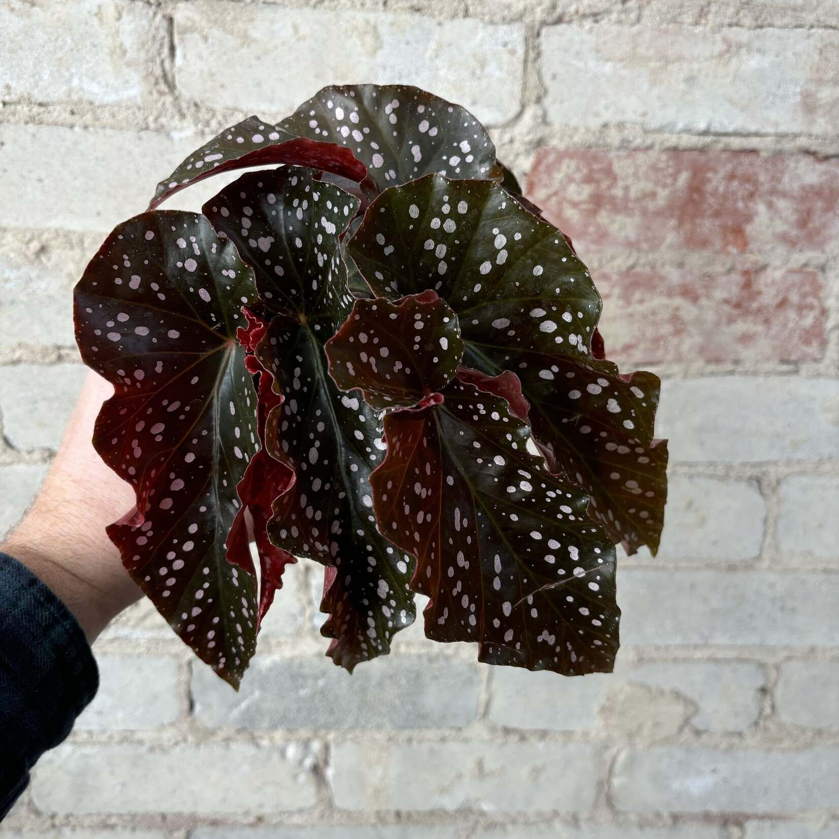 Begonia Crackling Rosie 4"