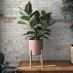Ficus Elastica Robusta 10"